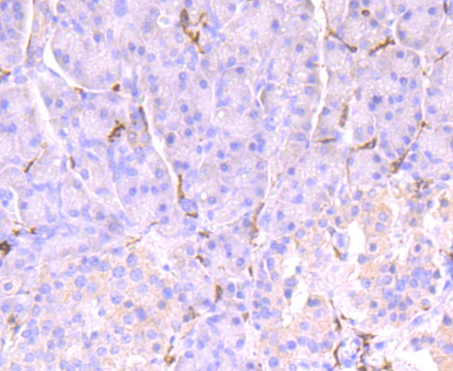 Anti-FCGR2A Antibody (8G444)