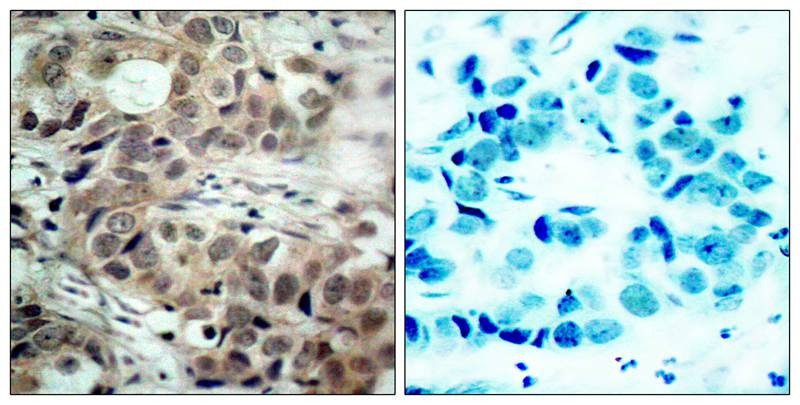 Anti-Phospho-CDC25C (Ser216) Polyclonal Antibody