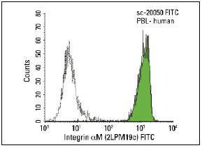 Anti-CD11b Antibody (5C987)