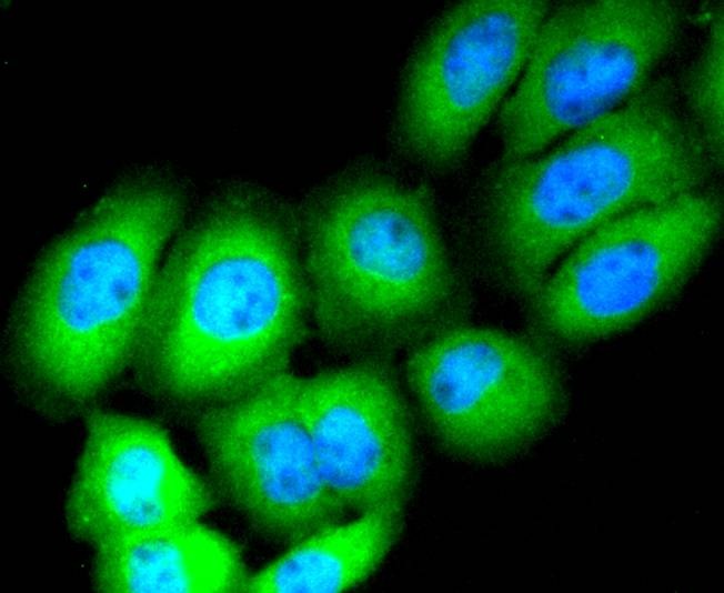 Anti-Aminopeptidase N/CD13 Antibody (3U499)