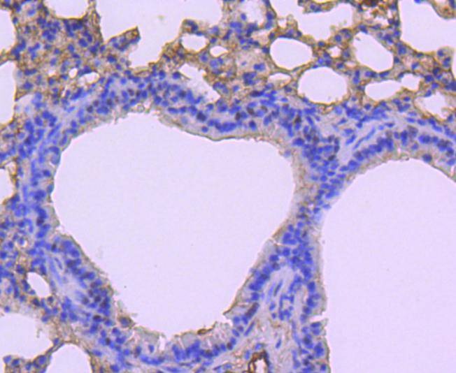 Anti-CDC5L Antibody (8R159)