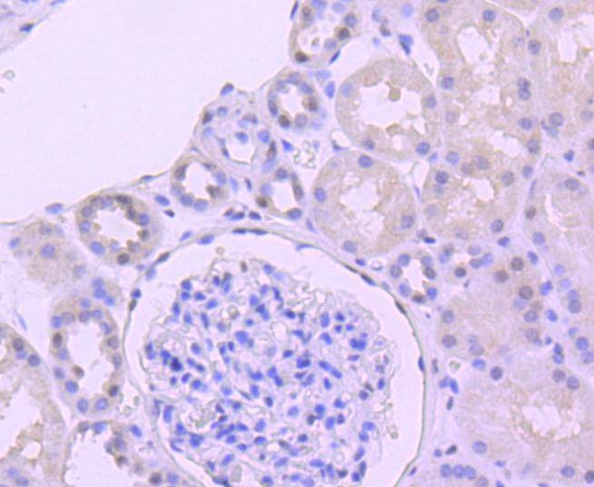 Anti-CDC5L Antibody (8R159)