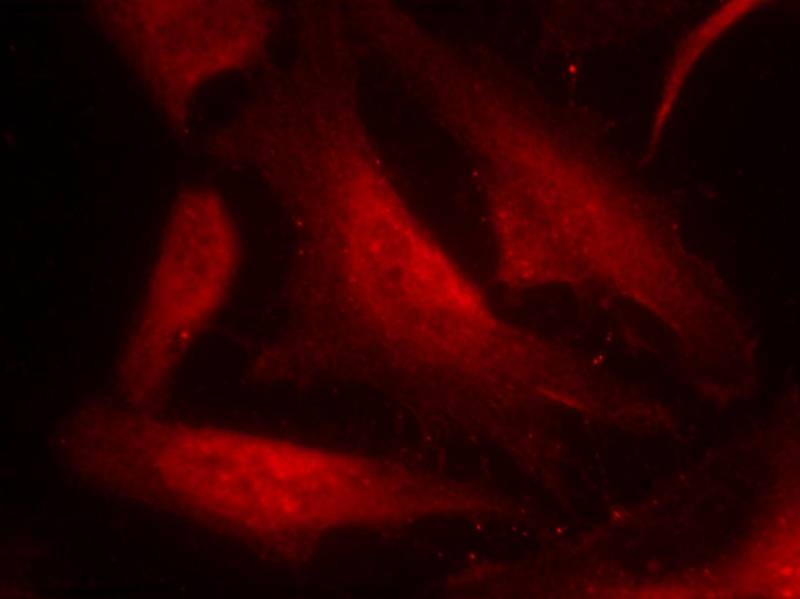 Anti-Phospho-CDC25C (Ser216) Polyclonal Antibody