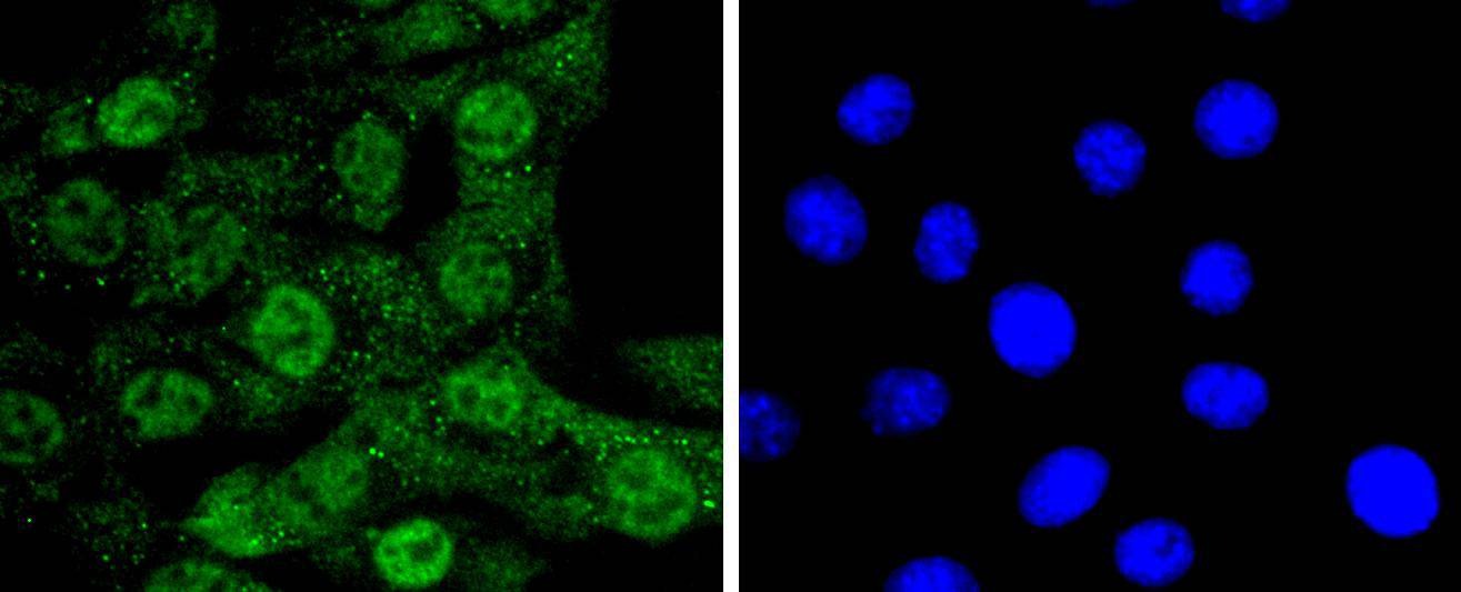 Anti-CDC5L Antibody (8R159)