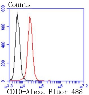 Anti-Neprilysin/CD10 Antibody (5M454)