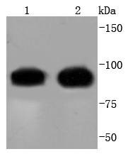 Anti-CDC27 Antibody (9S524)