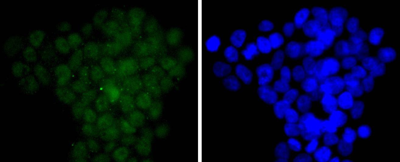 Anti-CDC5L Antibody (8R159)