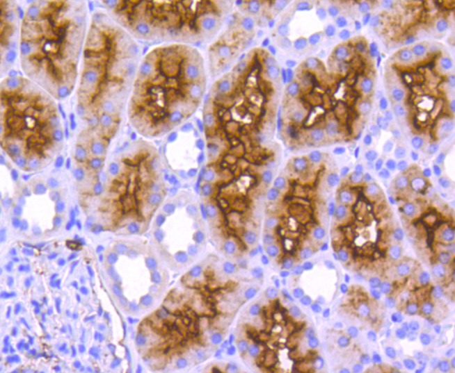 Anti-Aminopeptidase N/CD13 Antibody (3J107)