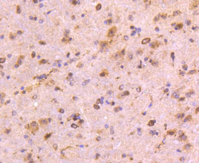 Anti-Aminopeptidase N/CD13 Antibody (3U499)