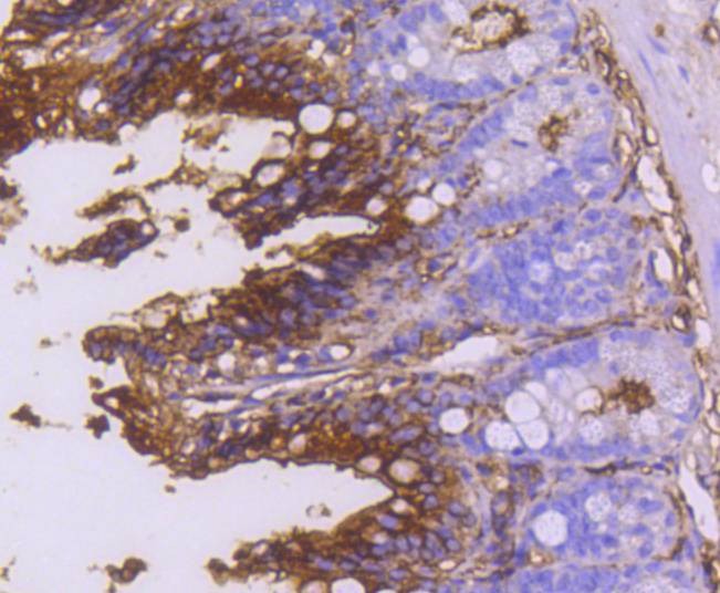 Anti-Aminopeptidase N/CD13 Antibody (3U499)