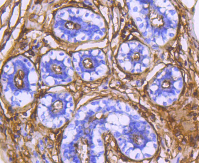 Anti-Aminopeptidase N/CD13 Antibody (3J107)