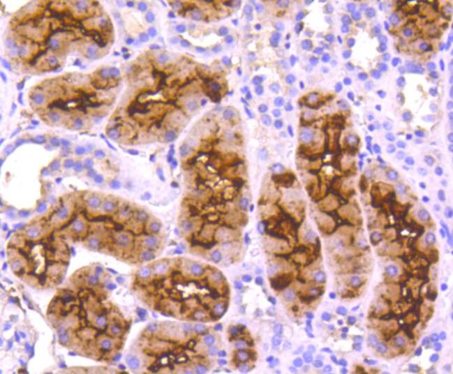 Anti-Aminopeptidase N/CD13 Antibody (3U499)