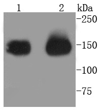 Anti-Aminopeptidase N/CD13 Antibody (3J107)