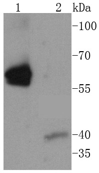 Anti-Caspase-8 Antibody (8B784)