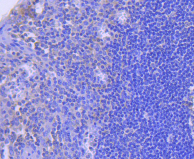 Anti-Caspase-8 Antibody (8B784)