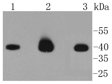 Anti-CASP9 Antibody (2J521)
