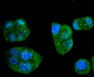 Anti-Caspase-8 Antibody (4B478)
