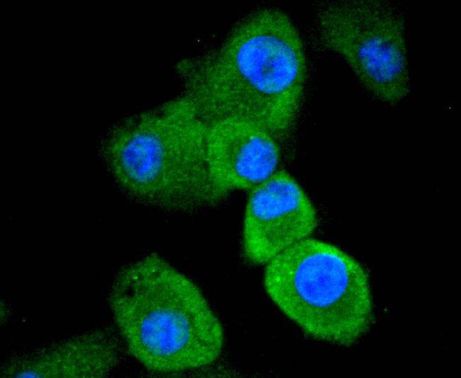 Anti-Caspase-8 Antibody (4B478)
