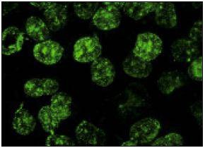 Anti-BrdU Antibody (8W188)