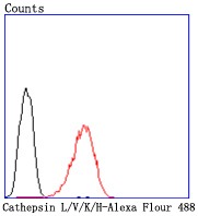 Anti-CTSL Antibody (9O318)