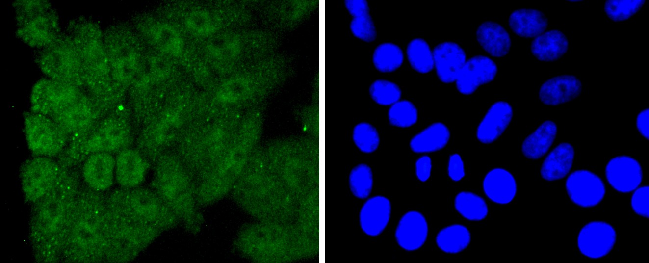 Anti-Caspase-8 Antibody (8B784)