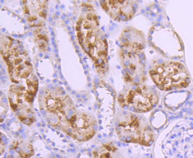 Anti-Caspase-10 Antibody (3V777)