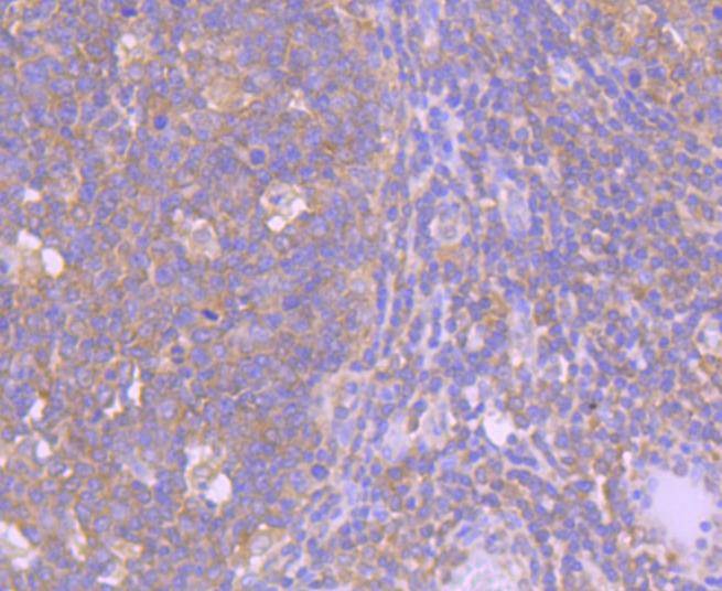 Anti-Caspase-8 Antibody (4B478)