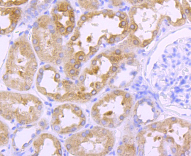 Anti-CTSL Antibody (9O318)