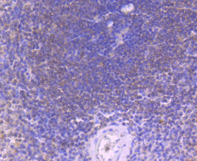 Anti-Caspase-8 Antibody (4B478)