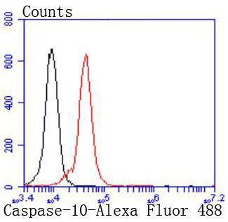 Anti-Caspase-10 Antibody (3V777)