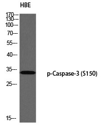 Anti-Phospho-Caspase-3 (Ser150) Polyclonal Antibody