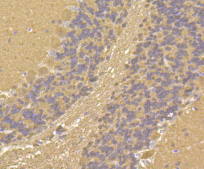 Anti-CALM1 Antibody (9G576)