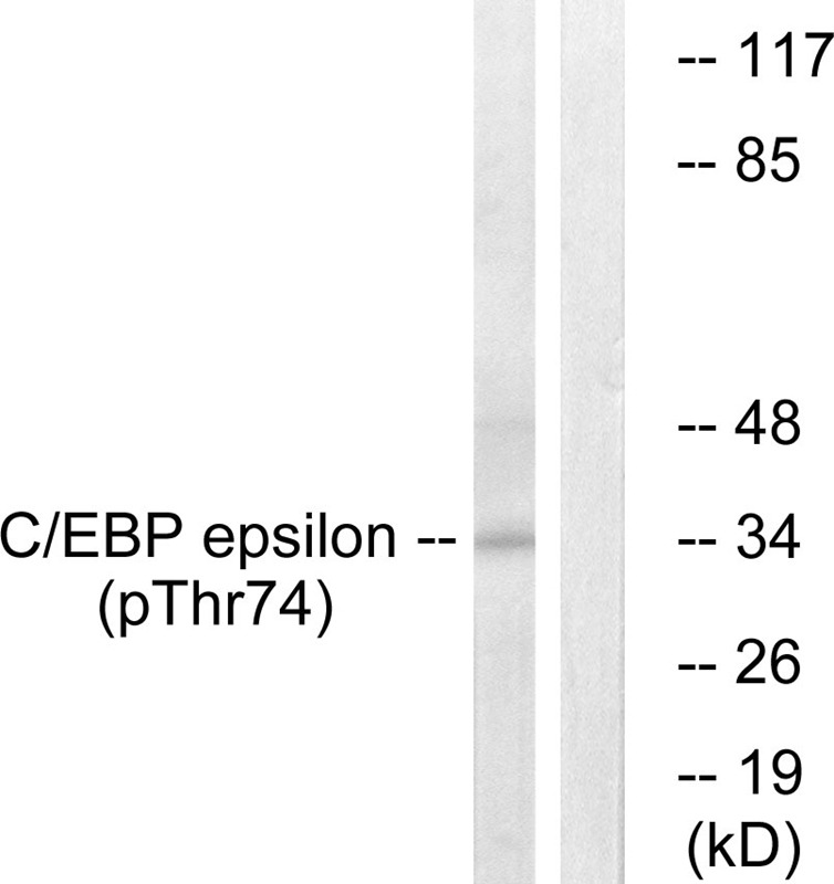 Anti-Phospho-C/EBP epsilon (Thr74) Polyclonal Antibody