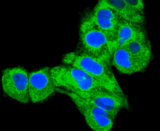 Anti-Calnexin Antibody (2Q119)