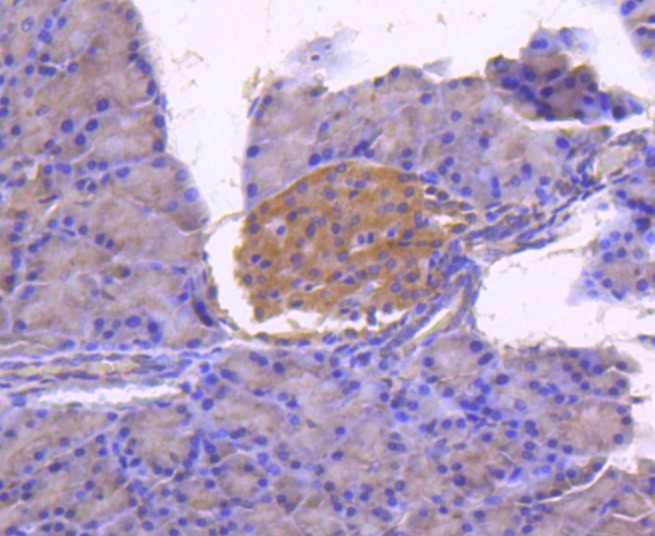 Anti-Calnexin Antibody (2Q119)