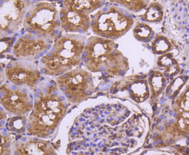 Anti-Calnexin Antibody (2Q119)