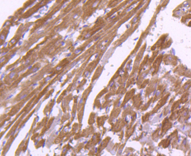 Anti-Calnexin Antibody (2Q119)