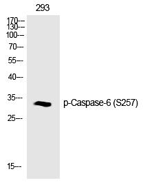 Anti-Phospho-Caspase-6 (Ser257) Polyclonal Antibody