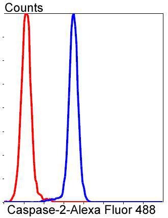 Anti-CASP2 Antibody (8H206)