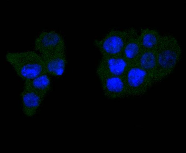 Anti-Caspase-6 Antibody (5J689)