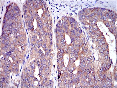 Anti-CBL Antibody (8B374)