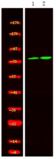 Anti-Phospho-CAPN2 (Ser50) Polyclonal Antibody