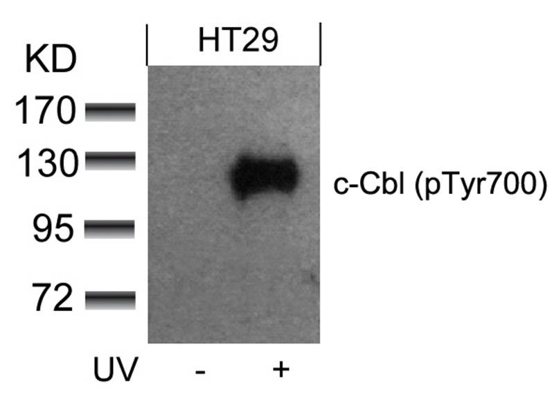 Anti-Phospho-CBL (Tyr700) Polyclonal Antibody