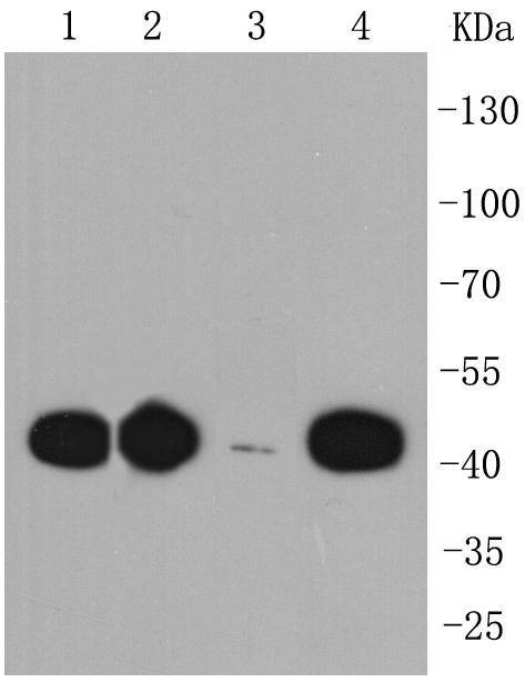 Anti-CCR7 Antibody (8C836)