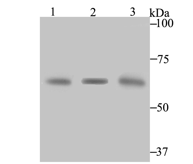 Anti-CBS Antibody (7N696)