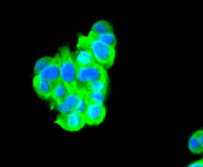 Anti-C/EBP Beta Antibody (7Q839)