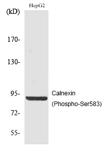 Anti-Phospho-Calnexin (Ser583) Polyclonal Antibody