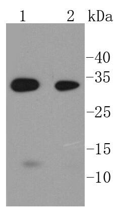 Anti-Caspase-6 Antibody (5J689)