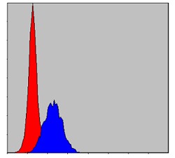 Anti-CBL Antibody (8B374)