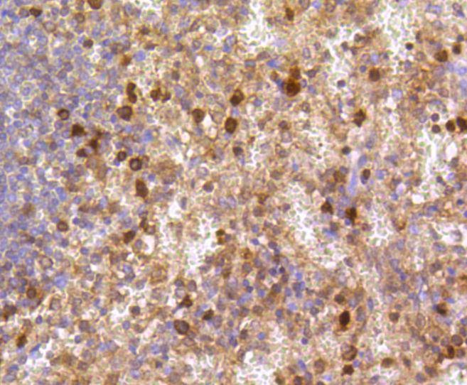 Anti-Caspase-3 Antibody (3J336)